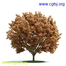 Maya模型md5594_nb27318_w256_h256_x的图片