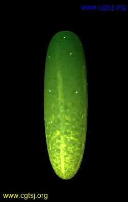 Maya模型me1266_nb2448_w251_h396_x的图片