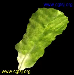 Maya模型me1275_nb2459_w256_h259_x的图片