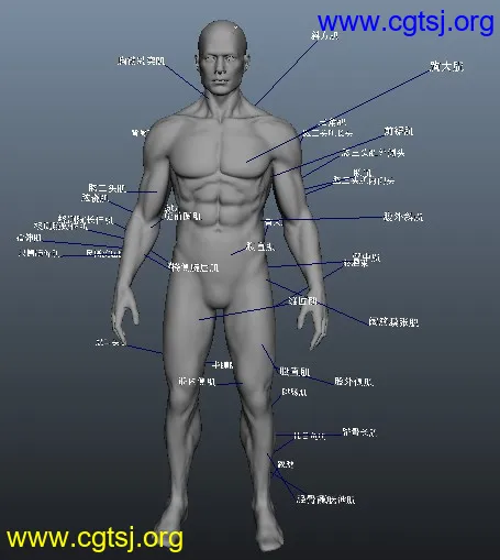 Maya模型ME13721的图片2