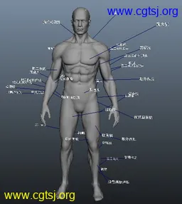 Maya模型me13721_nb16300_w256_h286_x的图片