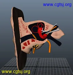 Maya模型me14240_nb16890_w256_h262_x的图片
