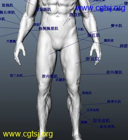 Maya模型me14290_nb16947_w256_h280_x的图片