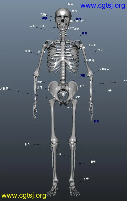 Maya模型ME16442的图片1