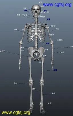 Maya模型me16442_nb19506_w256_h404_x的图片