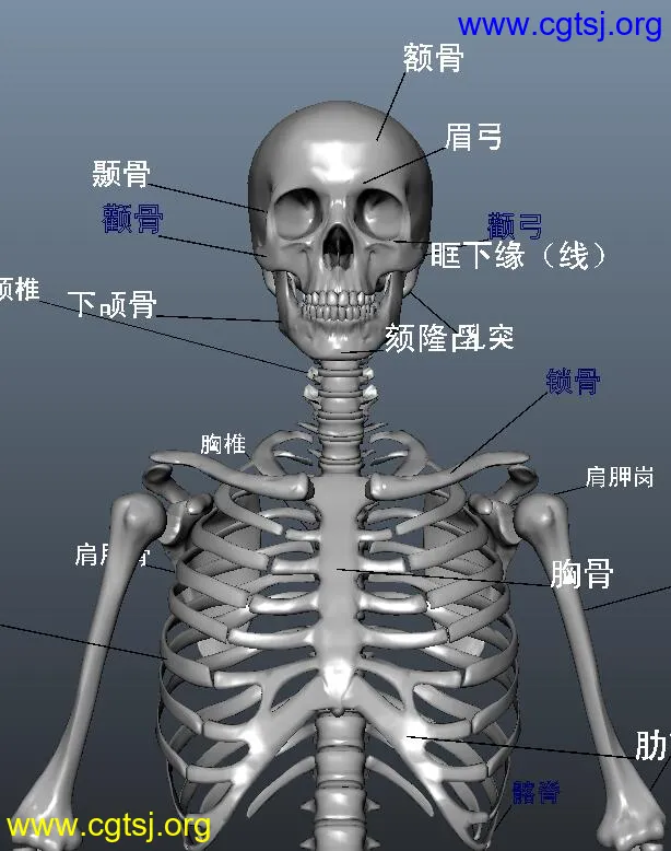 Maya模型ME21012的图片1