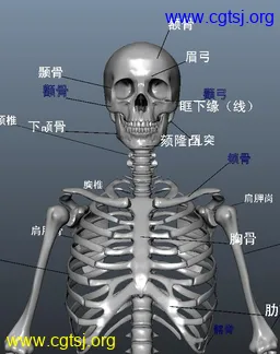 Maya模型me21012_nb34213_w256_h324_x的图片