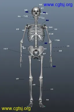 Maya模型me21012_nb34214_w256_h384_x的图片