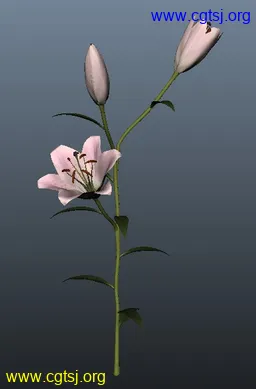 Maya模型me4465_nb6055_w256_h389_x的图片