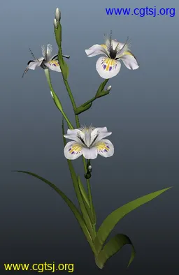 Maya模型me4616_nb6209_w256_h394_x的图片
